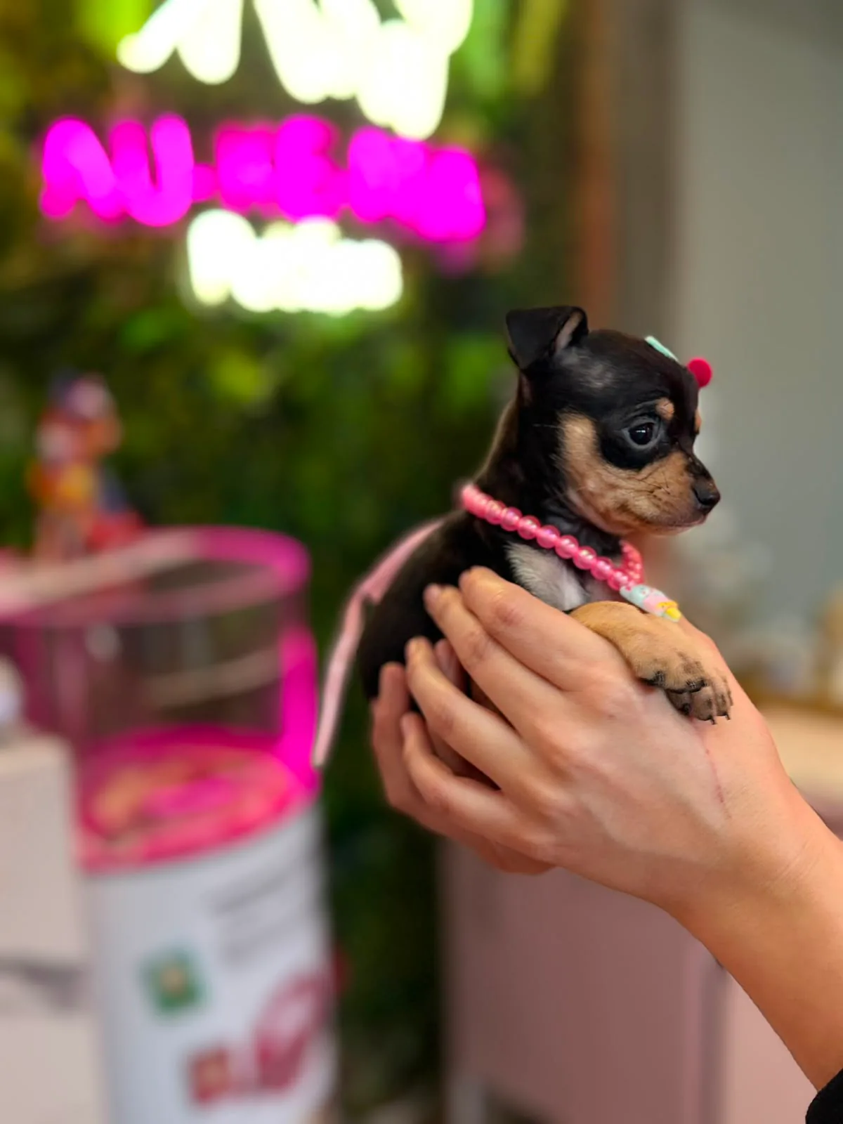 Filhote Pinscher